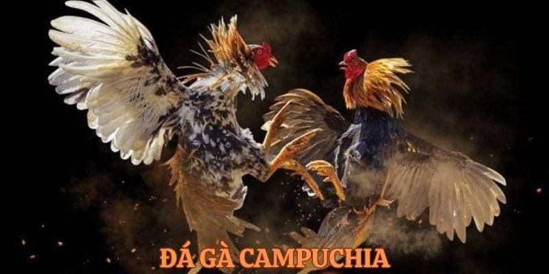 Đá gà campuchia Zowin là gì?